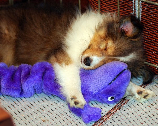 klein-hund-collie-plüsch-spiel-zeug-schläft
