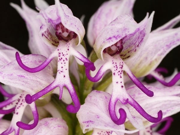 lila-menschlein-form-blume-orchidee-pareidolia-20