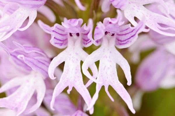 lila-menschlein-form-orchidee-pareidolia-18-schö