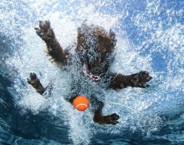 lustig-foto-unter-wasser-schwimmen-hund