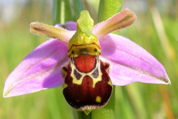 menschlein-form-wunderlich-orchidee-art-pareidolia-15