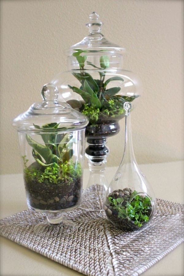 mini terrarium selber machen pflanzen grün