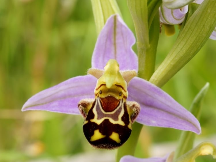 orchideen-blumen-formen-lustig-pokemon-wesen-magisch-exotisch-natur