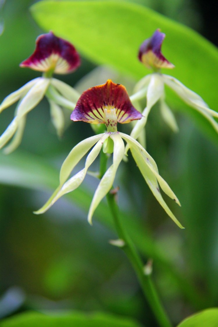 orchideen-blumen-formen-tanz-blueten-pflanzen-exotisch