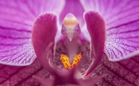 Orchideen und Blumen