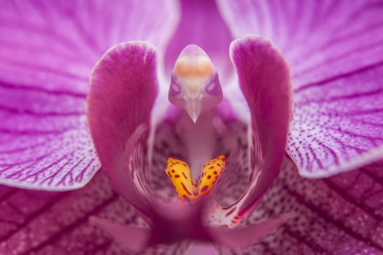 orchideen-blumen-formen-voegel-pink-lila-gelb-exotisch-pflanze-natur