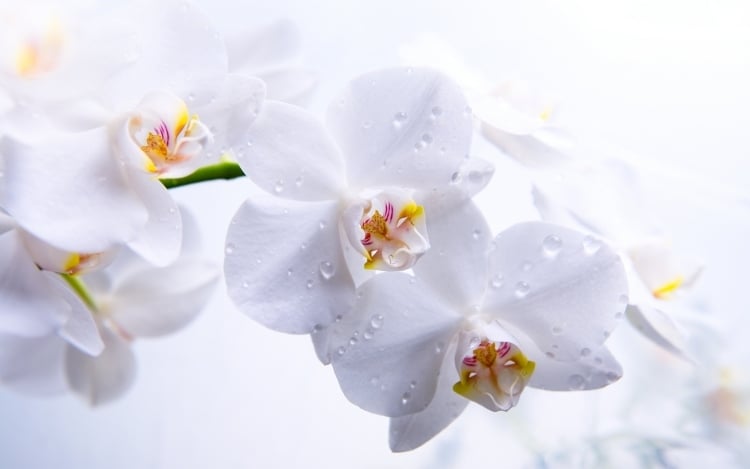 orchideen-blumen-formen-weiss-gelbe-bluehten-wunderschoen-natur