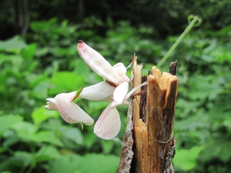 orchideen-blumen-formen-weiss-natur-exotisch-insekt