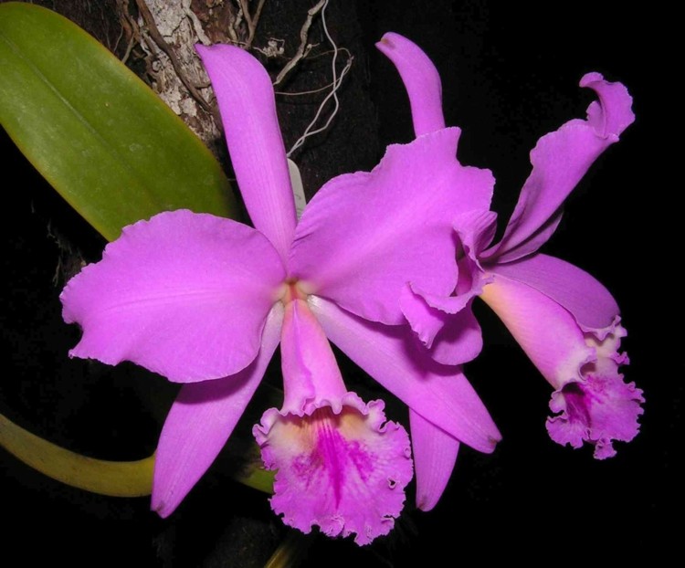 orchideen und blumen cattleya lila farbe trompete bluete