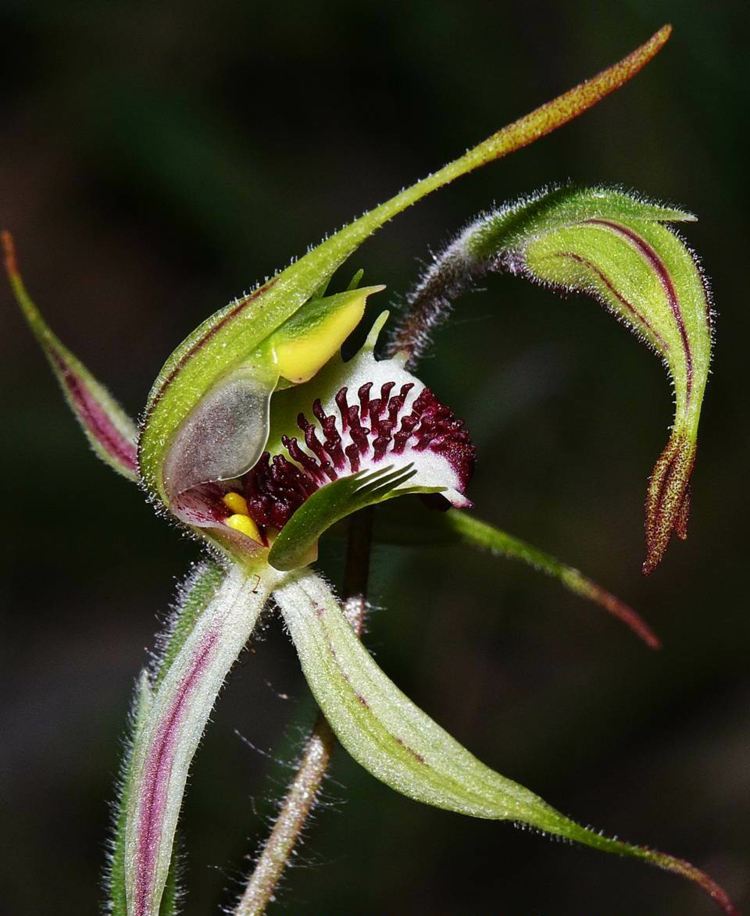 orchideen und blumen spinnen arachnorchis parva noppen natur pflanzen