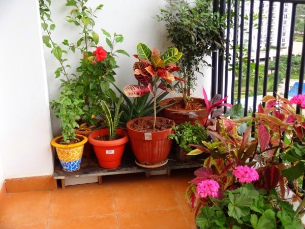 schöne-pflanzen-balkon-garten-gestalten-gegen-insekte
