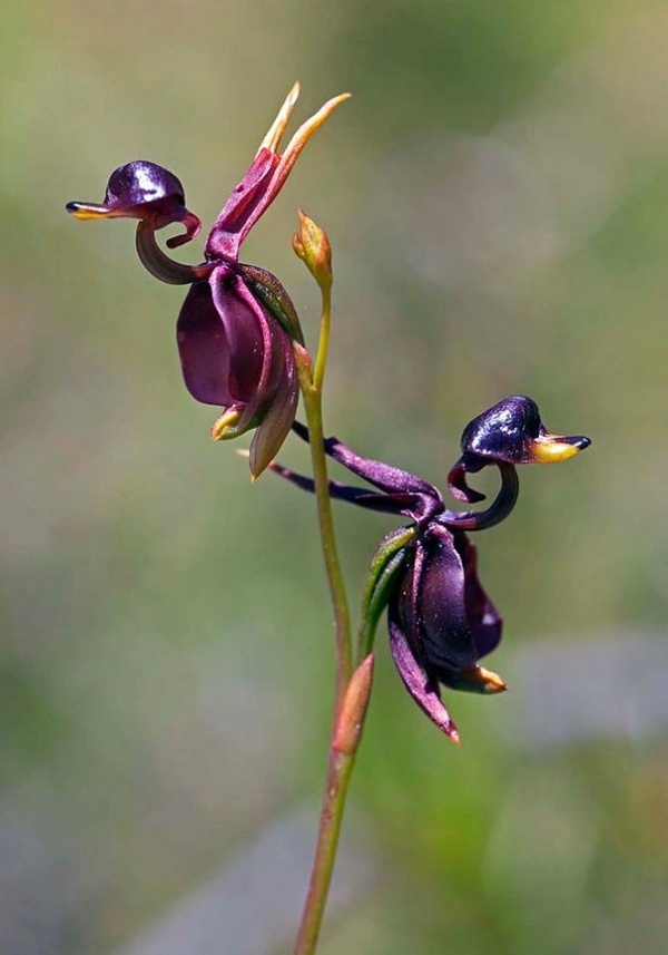 schöne-vogel-form-lila-orchidee-pareidolia-28
