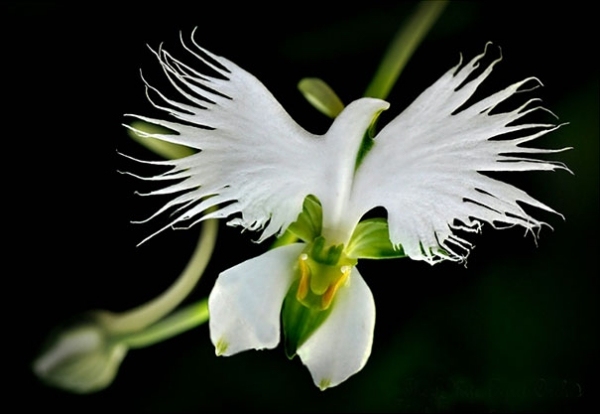 schöne-weiße-taube-form-blume-orchidee-pareidolia-30