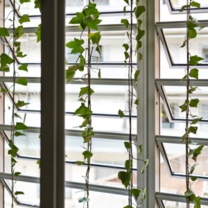 verglaste-veranda-kletterpflanzen-sichtschutz