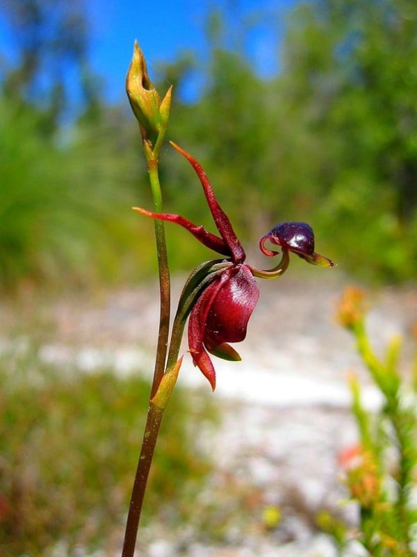 vogel-exotische-form-orchidee-pareidolia-29