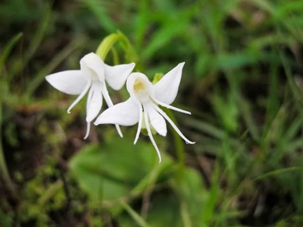 vogel-form-weiß-orchidee-art-pareidolia-27