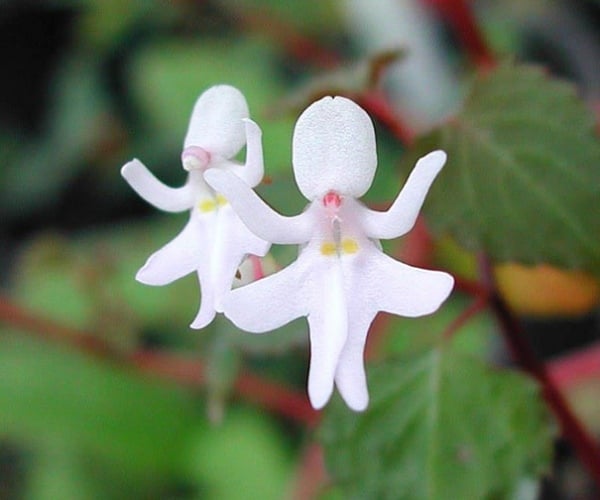 weiße-menschlein-form-idee-orchideen-pareidolia-35