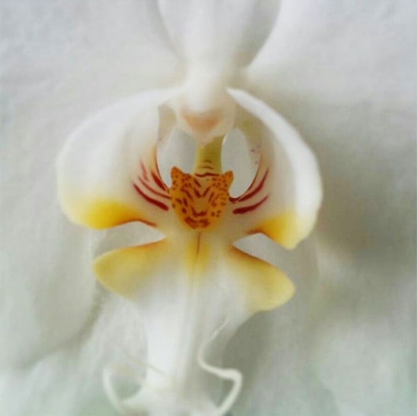 weiße-orchidee-schöne-wunderlich-form-pareidolia-42
