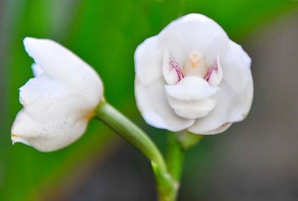 weiße-orchidee-wie-affe-form-pareidolia-12