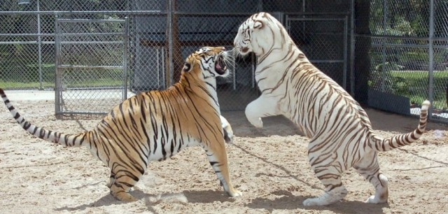 zwei-tiger-als-haus-tiere-spielen-garten