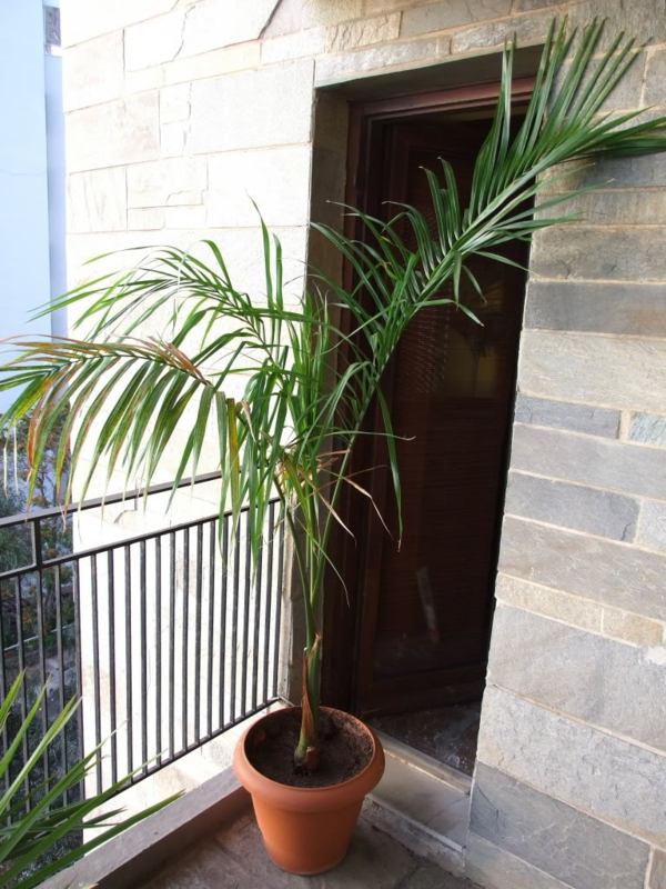 Palme-auf-Balkon-mexikanische-Deko-Pflanzen