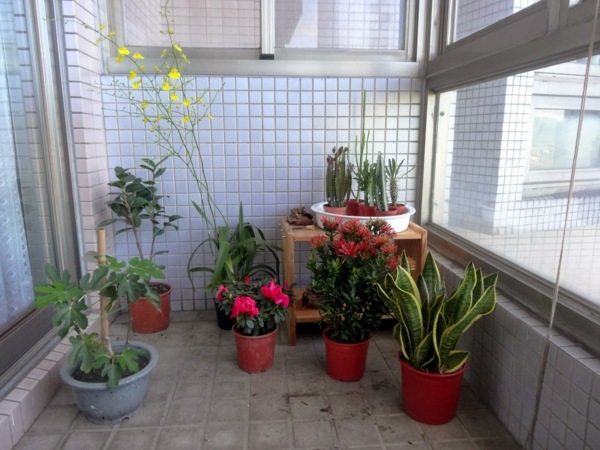 Pflanzen-auf-Terrasse-verschiedene