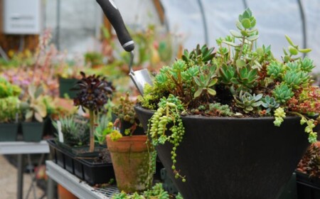 Sukkulenten Pflanzen Garten Balkon Schatten