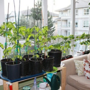 Tomaten-Stängel-Fensterbrett-Wohnzimmer