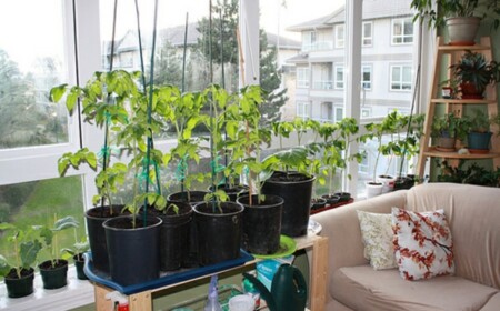 Tomaten-Stängel-Fensterbrett-Wohnzimmer