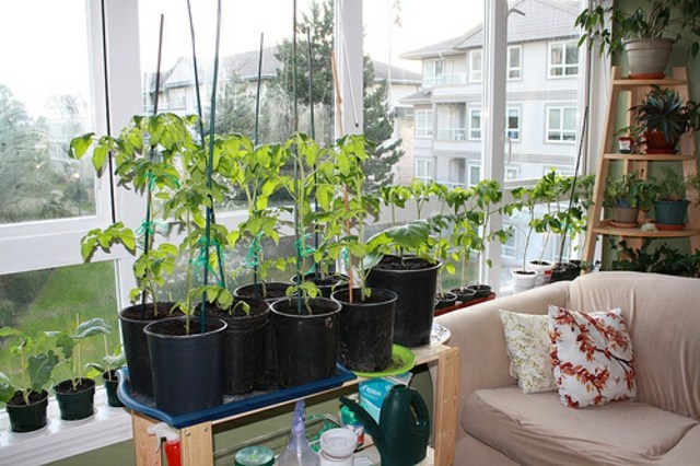 Tomaten-Stängel-Fensterbrett-Wohnzimmer