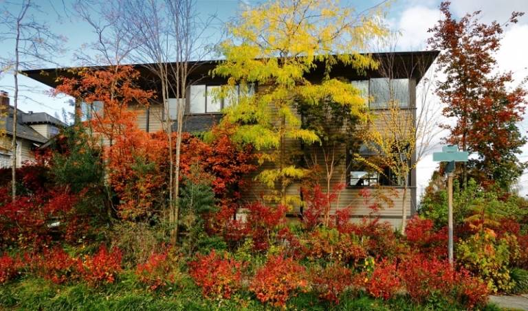 Vorgarten-gestalten-Ginko-Biloba-Baum-Hausfassade