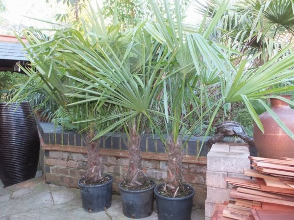 exotische-Pflanzen-Palmen-auf-Terrasse