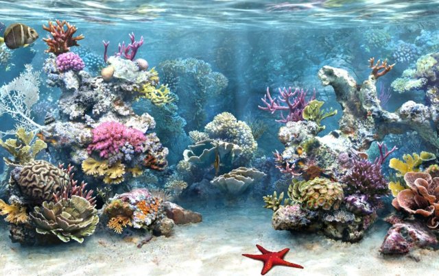 Barrier Riff Thema Koralle Steine Ideen Dekoration
