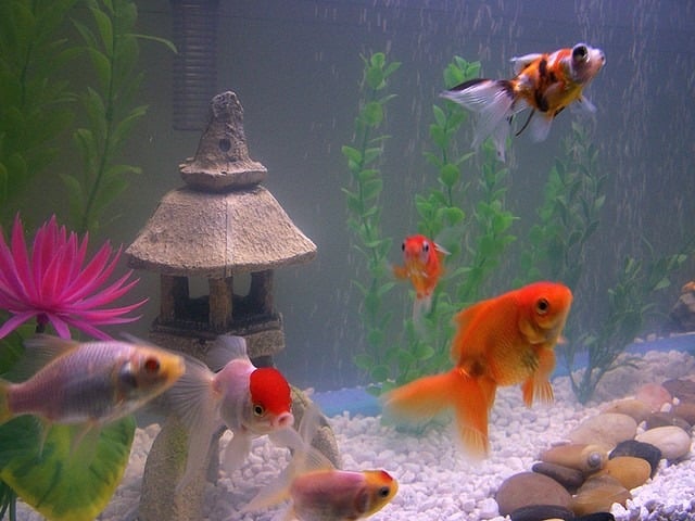 Goldfische Ideen asiatisch inspiriertes Aquarium