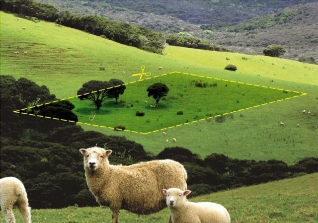 Schafe-Weide-Schere-Hügel
