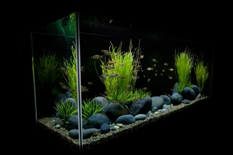 deko für aquarium steine graeser schlicht minimalistisch fische