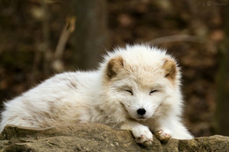 fotos vom fuchs niedlich fotograf idee wildnis