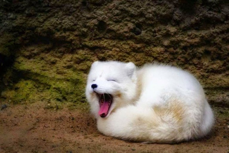 fotos vom fuchs polarfuchs weiss fell gaehnen