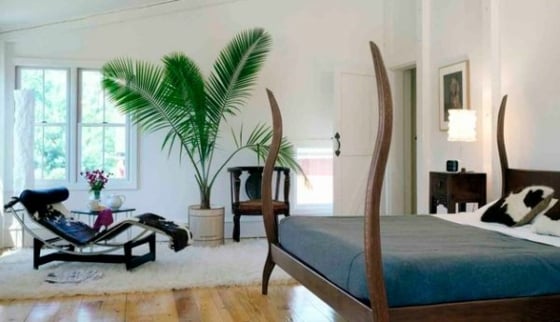 gewölbter-Rahmen-Mahagoni-Farbe-Palme-Zimmerpflanze