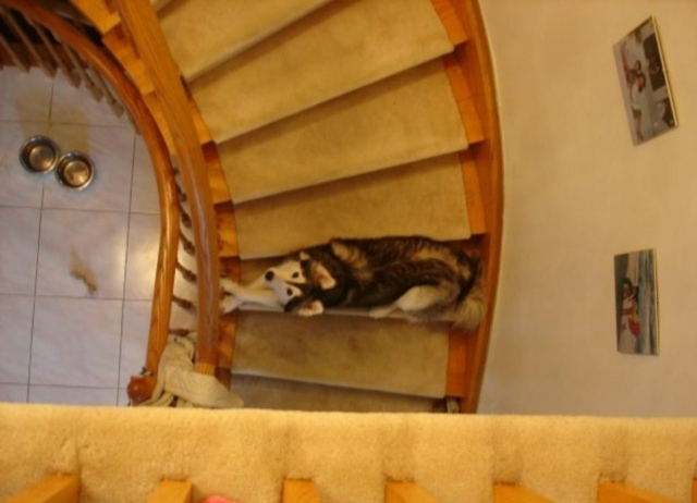 husky treppe schlafen katze malamut hund