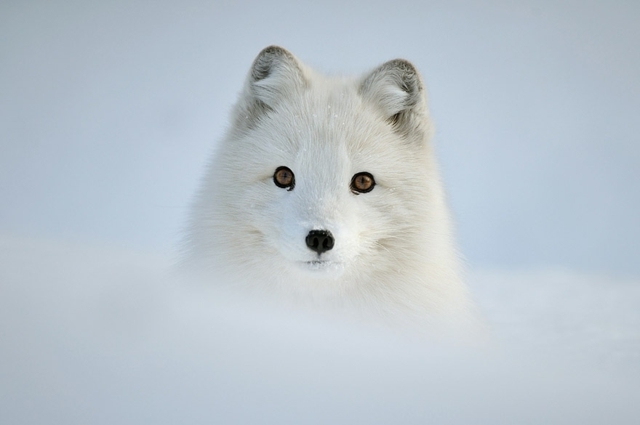 polarfuchs Edwin kats winter schnee fotograf bilder