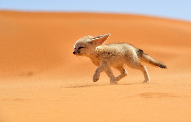 wüstenfuchs Francisco Mingorance wüste steppe laufen