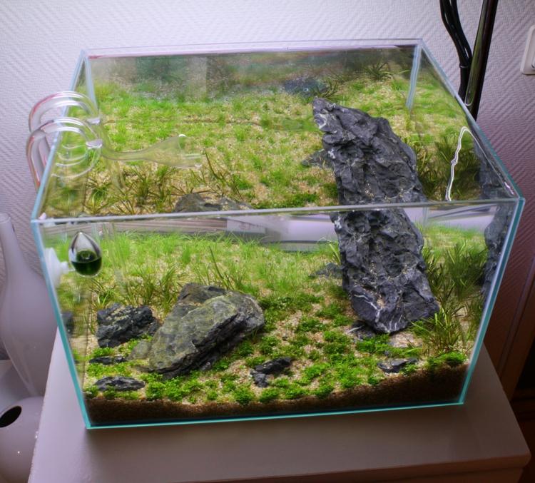 Aquarium CO2 Anlage Steine Sumpfsumse bepflanzen Sand 5