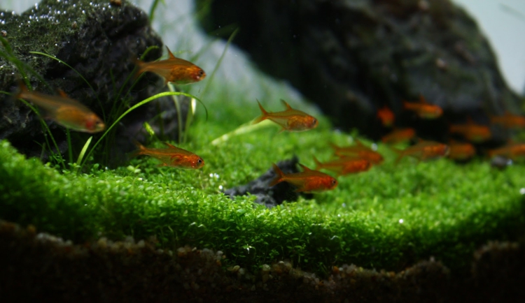 Aquarium einrichten Fische Wasserpflanzen Steine Deko