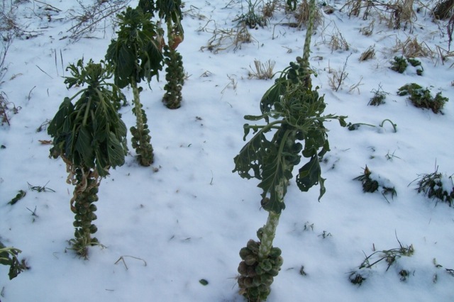 Gemüsegarten-im-Januar-Rosenkohl-ernten
