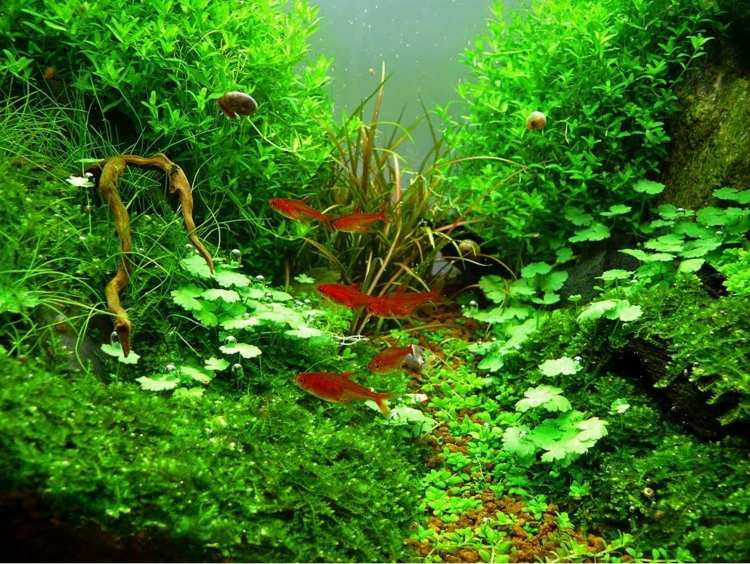 Aquarium einrichten Ideen Wasserpflanzen auswählen