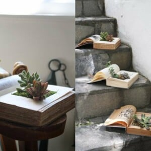 Treppe-Naturstein-Bücher-Sukkulenten