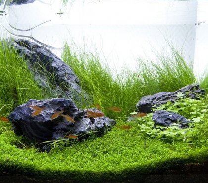 amerikanische Wasserpflanzen Aquarium Steine bepflanzen