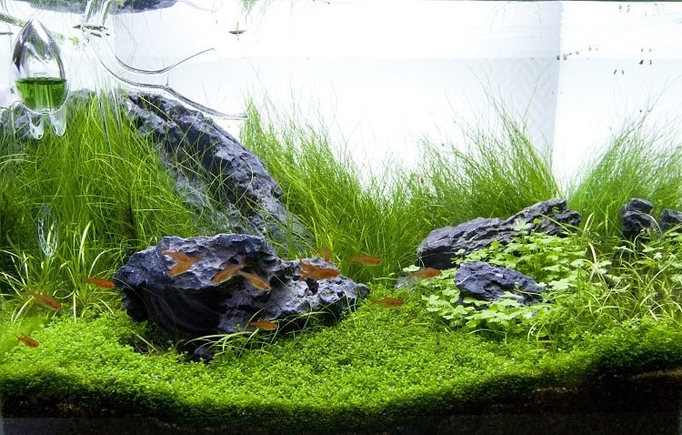 amerikanische Wasserpflanzen Aquarium Steine bepflanzen
