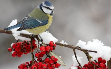 Garten im Dezember